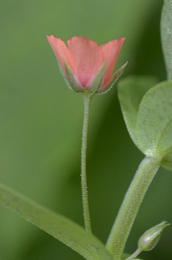 Lysimachia (=Anagallis) arvensis / Mordigallina